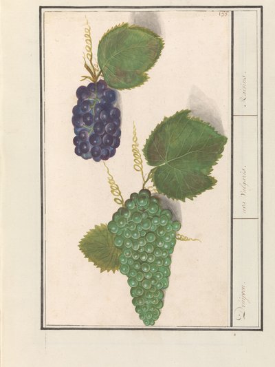 Druif (Vitis vinifera) door Anselmus Boëtius de Boodt