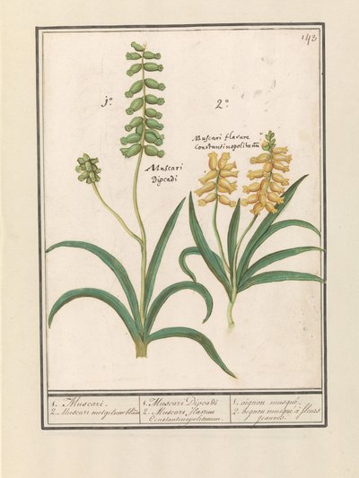 Druifhyacint (Muscari) door Anselmus Boëtius de Boodt