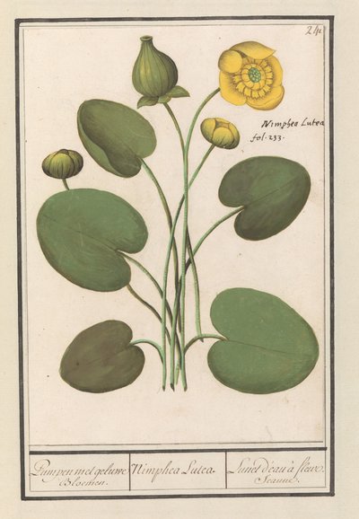 Gele plomp (Nuphar lutea) door Anselmus Boëtius de Boodt