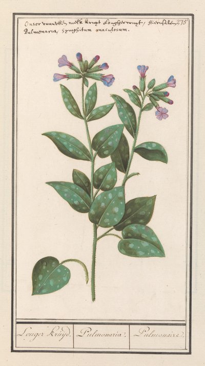 Gevlekt longkruid (Pulmonaria officinalis) door Anselmus Boëtius de Boodt