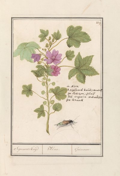 Groot kaasjeskruid (Malva sylvestris) door Anselmus Boëtius de Boodt