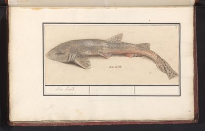Hondshaai (Scyliorhinus canicula) Zee-hond door Anselmus Boëtius de Boodt
