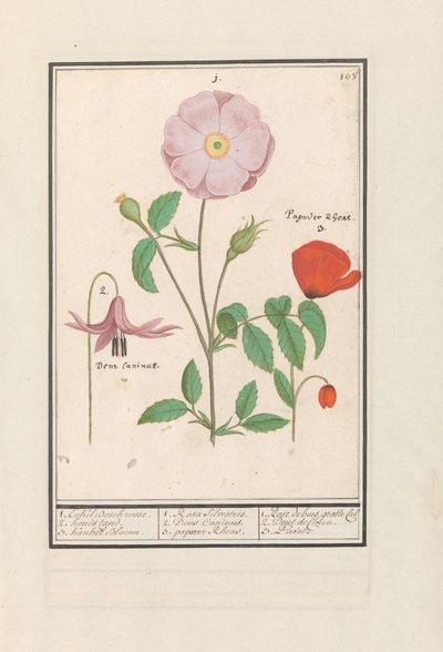 Hondstand (Erythronium), wilde roos (Rosa) en een klaproos (Papaver) door Anselmus Boëtius de Boodt
