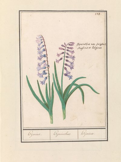 Hyacint (Hyacinthus orientalis) door Anselmus Boëtius de Boodt