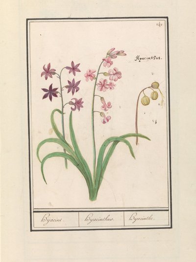 Hyacint (Hyacinthus orientalis) door Anselmus Boëtius de Boodt