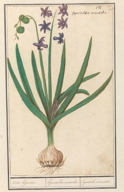 Hyacint (Hyacinthus orientalis) door Anselmus Boëtius de Boodt