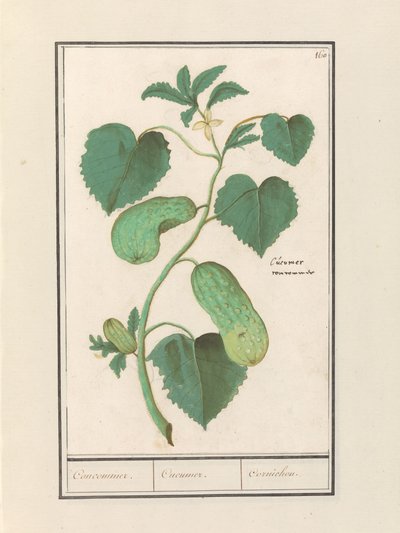 Komkommer (Cucumis sativus) door Anselmus Boëtius de Boodt