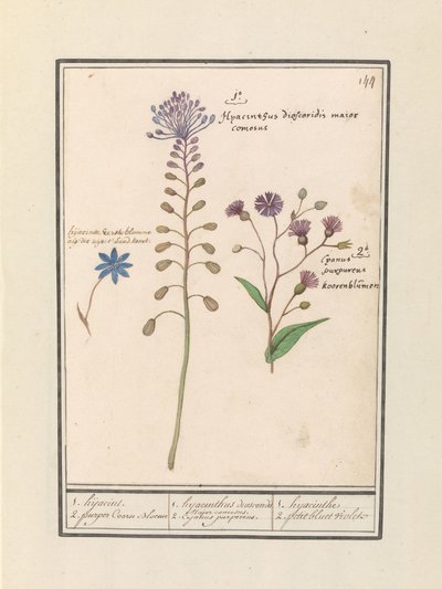 Kuifhyacint (Muscari comosum) en korenbloem (Centaurie) door Anselmus Boëtius de Boodt