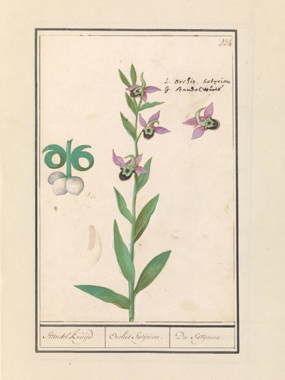 Lachende Hommelorchis en anemonen door Anselmus Boëtius de Boodt