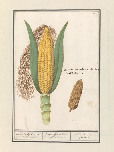 Mais (Zea mays) door Anselmus Boëtius de Boodt
