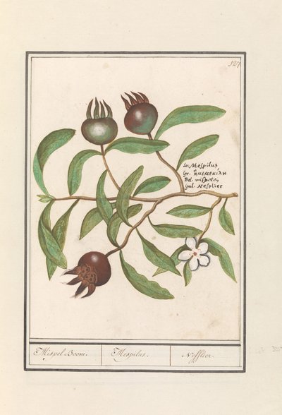 Mispel door Anselmus Boëtius de Boodt