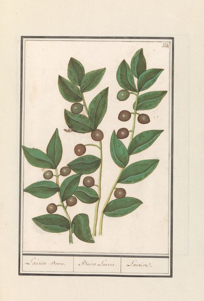 Olijf (Olea europaea) Laurier Boom. Bacca Laurus. Laurier door Anselmus Boëtius de Boodt