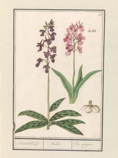 Orchidee (Orchidaceae) door Anselmus Boëtius de Boodt
