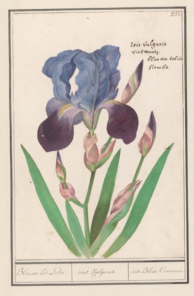 Paarse iris (Iris germanica) door Anselmus Boëtius de Boodt