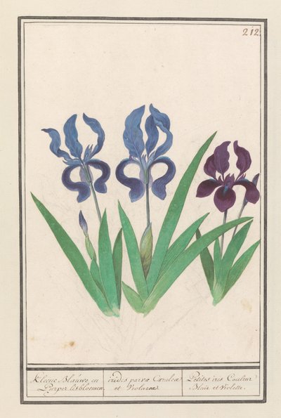 Paarse iris (Iris germanica) door Anselmus Boëtius de Boodt