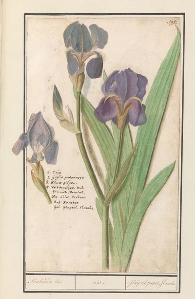 Paarse iris (Iris germanica) door Anselmus Boëtius de Boodt