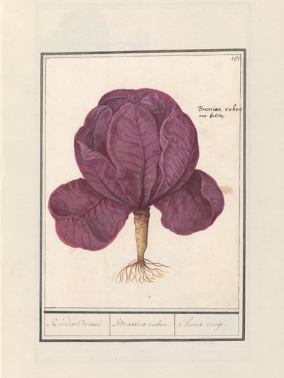 Rode kool (Brassica oleracea convar. capitata var. rubra) door Anselmus Boëtius de Boodt
