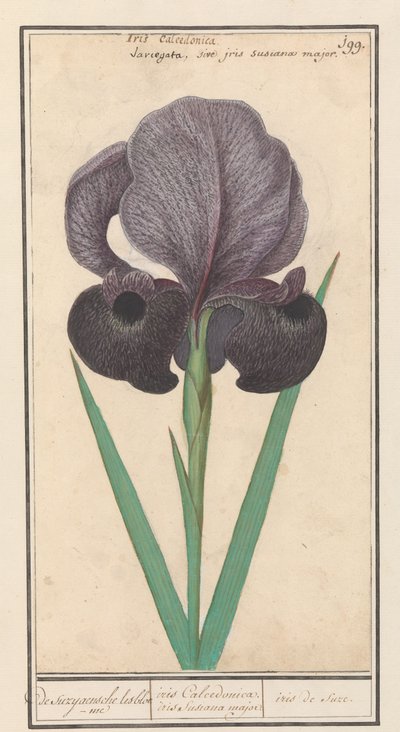 Rouwiris (Iris susiana) door Anselmus Boëtius de Boodt