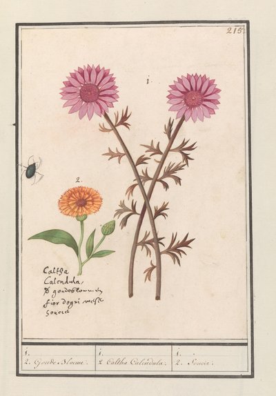 Roze bloem (onbekend) en goudsbloem (Calendula officinalis) door Anselmus Boëtius de Boodt