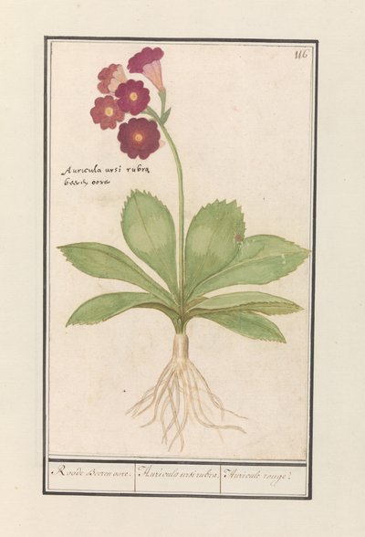 Sleutelbloem (Primula) door Anselmus Boëtius de Boodt