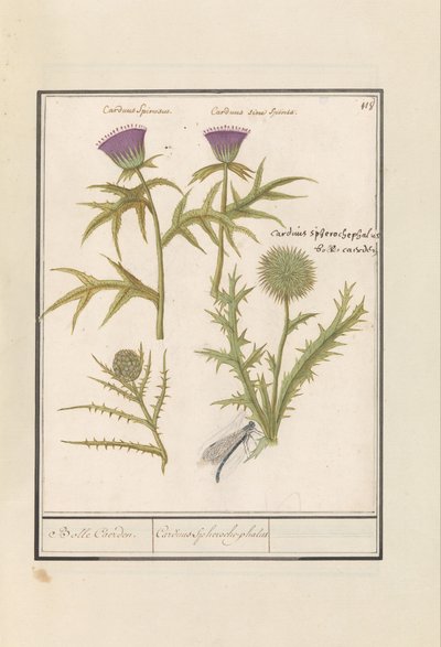 Distel (Carduus) en artisjok (Cynara cardunculus) door Anselmus Boëtius de Boodt