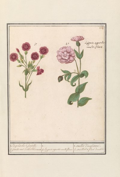 Twee anjers (Dianthus) door Anselmus Boëtius de Boodt