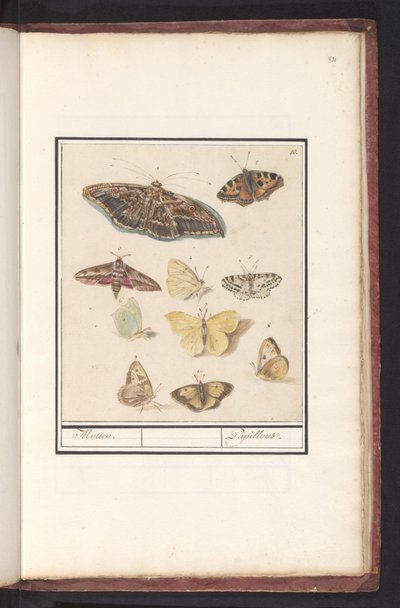 Vlinders en motten door Anselmus Boëtius de Boodt