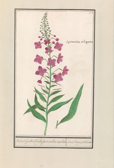 Wilgenroosje (Chamerion angustifolium) Vederik jooden Kruijt. lijsimachia sequilosa Souci d