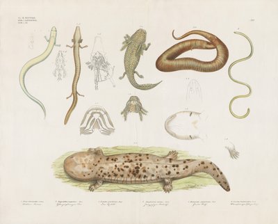  door Anstalt Arnz & Co.