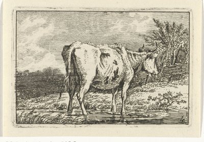 Koe staand in een plas (Koeien) door Anthony Oberman