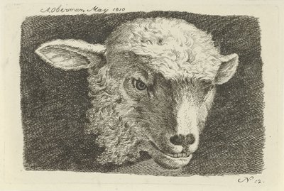Kop van een lam door Anthony Oberman