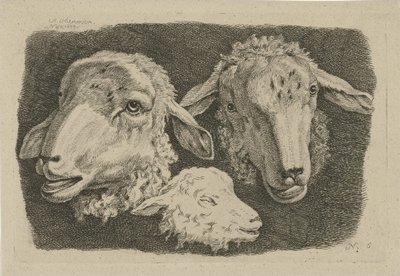 Twee schapenkoppen en een kop van een lam door Anthony Oberman