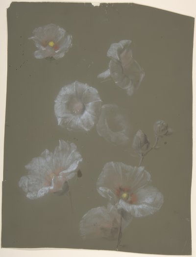 Witte stokrozen door Antoine Berjon