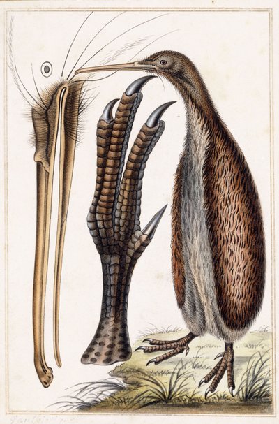 Kiwi door Antoine Charles Vauthier