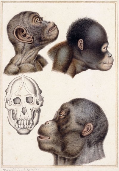 Schedel van een Pongo door Antoine Charles Vauthier