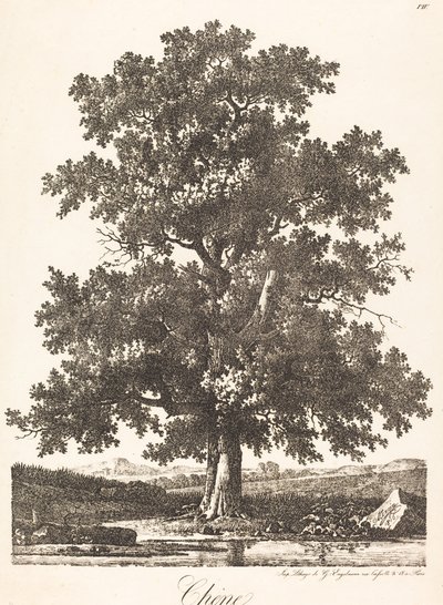 Eik door Antoine Pierre Mongin
