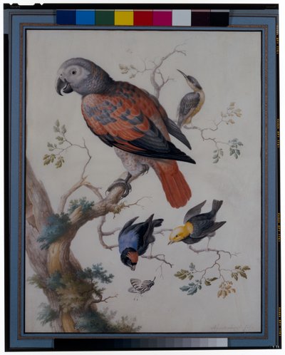 Een rode en grijze papegaai met andere exotische vogels door Anton Henstenburgh