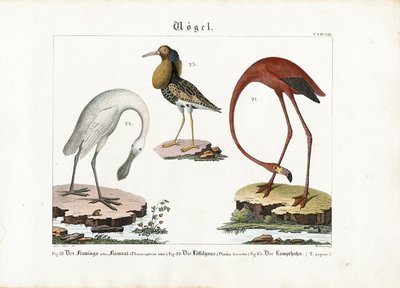 Flamingo, lepelaar en manchet door Anton Wachsmann