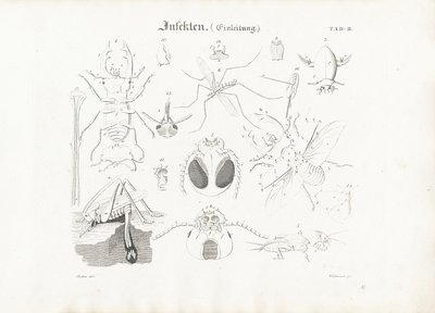 Anatomie van insecten door Anton Wachsmann