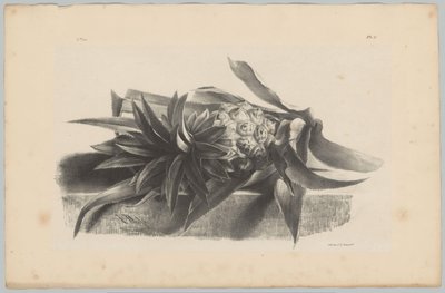 Ananas door Anton Weiss