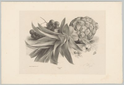 Ananas en druiven door Anton Weiss