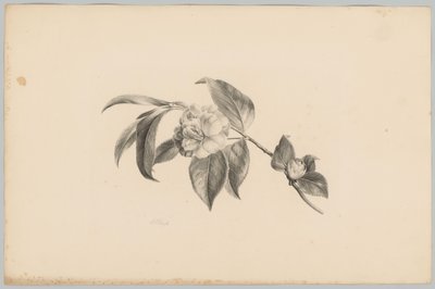 Bloemen door Anton Weiss