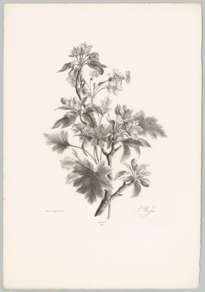 Bloemen aan tak door Anton Weiss