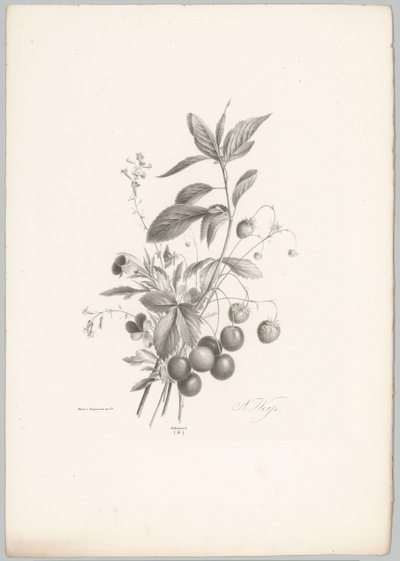 Bloemen, aardbeien en kersen door Anton Weiss