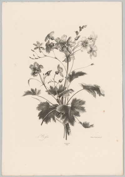 Bloemen met doorns door Anton Weiss