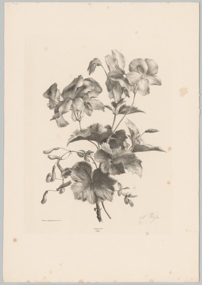 Diverse bloemen door Anton Weiss