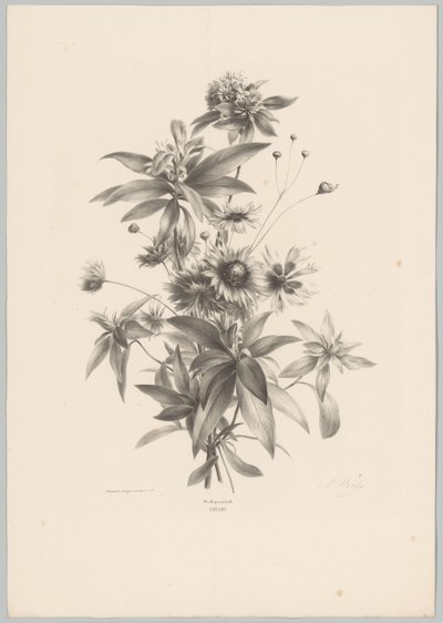 Diverse bloemen door Anton Weiss