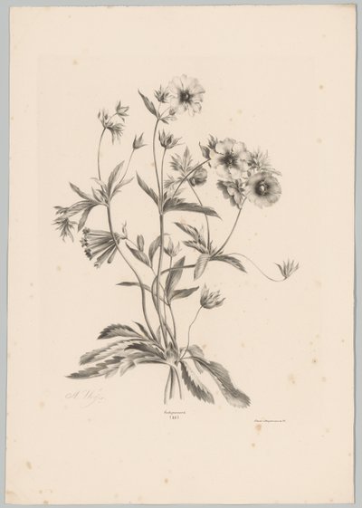 Diverse bloemen door Anton Weiss