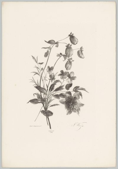 Diverse bloemen door Anton Weiss