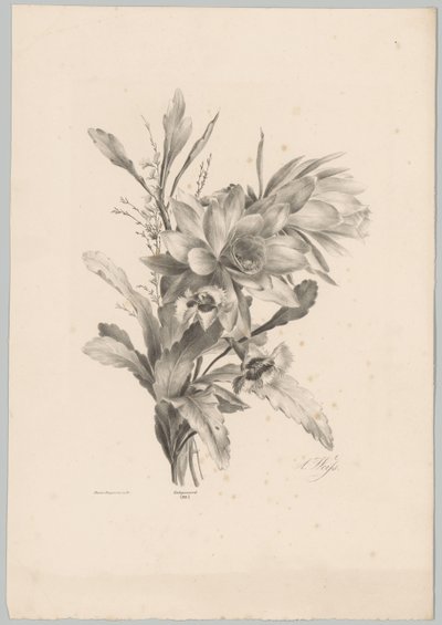 Diverse bloemen door Anton Weiss